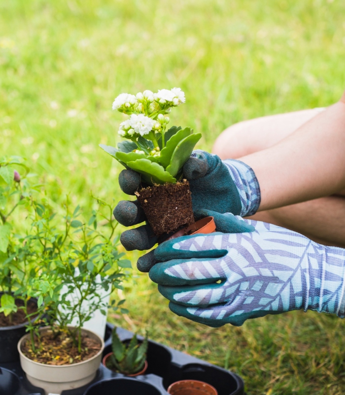Plantation de fleurs en pot lors de la création d’un jardin