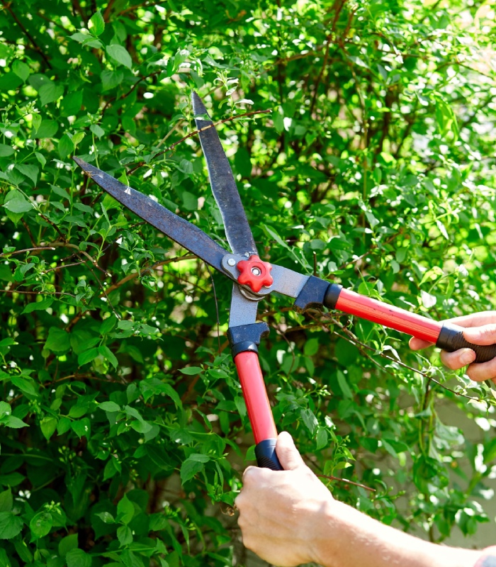 Taille manuelle d’arbustes avec sécateur pour entretien de jardin
