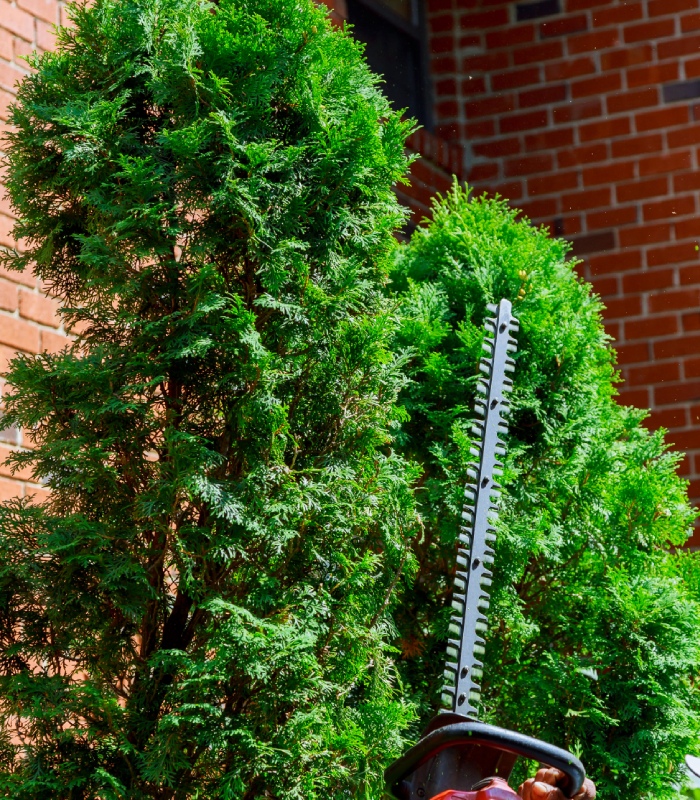 Taille de haie de conifères avec taille-haies pour entretien de jardin